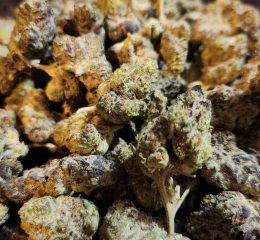 Varietà Di Cannabis Banana Kush In Vendita Online A Torino, Italia