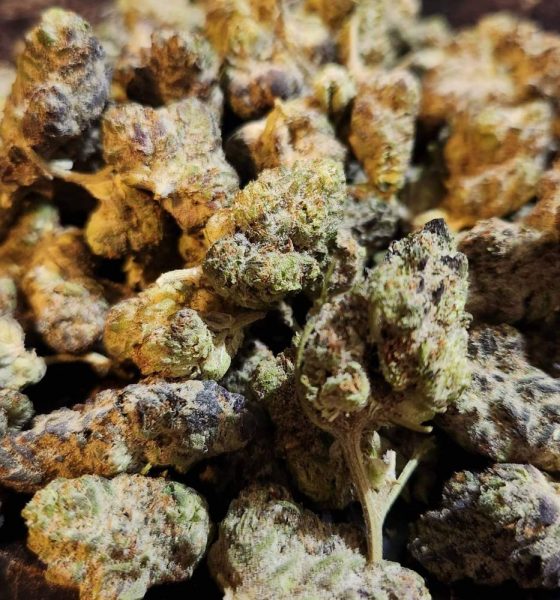 Varietà Di Cannabis Banana Kush In Vendita Online A Torino, Italia