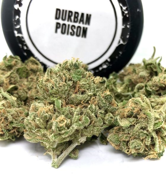 Durban Poison Strain