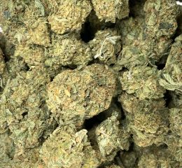 Purchasing Critical Kush Cannabis Strain In Braunschweig Lower Saxony Germany