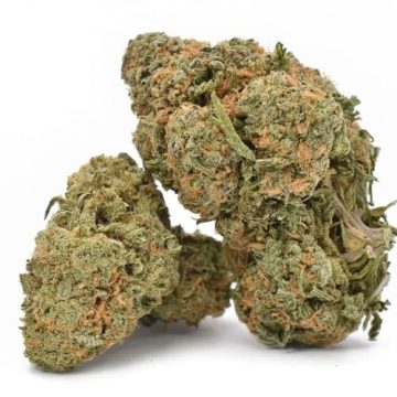 Durban Poison Cannabis Strain For Sale Online In Kiel Schleswig-Holstein Germany