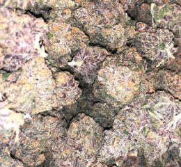 Purchasing Purple Kush Cannabis Strain Online In Bochum North Rhine-Westphalia Germany