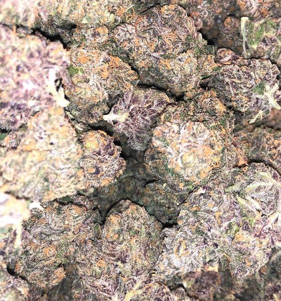 Purchasing Purple Kush Cannabis Strain Online In Bochum North Rhine-Westphalia Germany