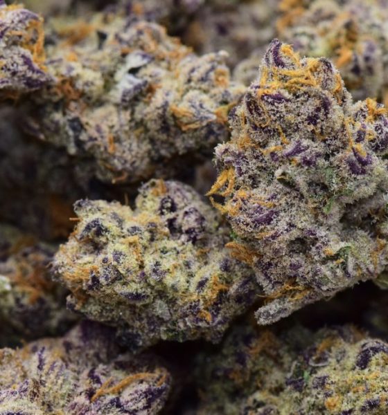 Kaufen Sie die Cannabissorte Purple Punch online in München Bayern Deutschland