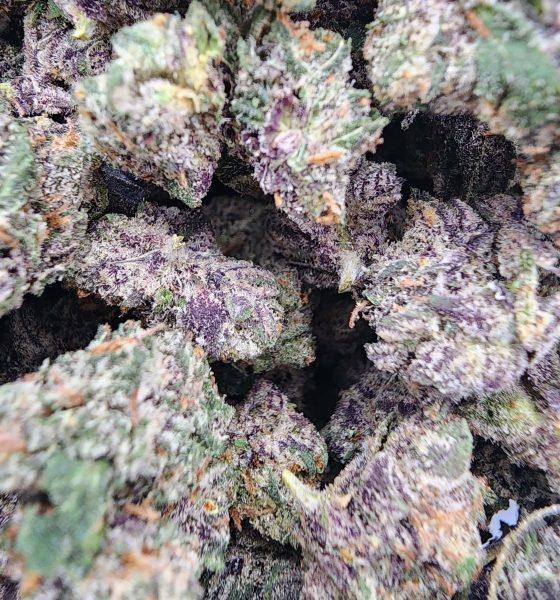 Kaufen Sie die Cannabissorte Granddaddy Purple Online in Berlin Deutschland